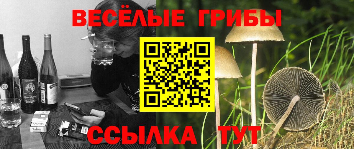 Псилоцибиновые грибы Psilocybine cubensis Балашов